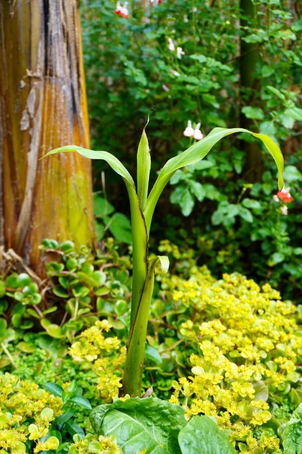 Jungle Stay In A Hidden Paradise Zwijndrecht Exterior foto